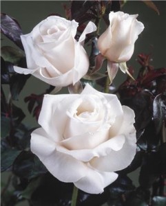 REMEMBER (hybrid tea)